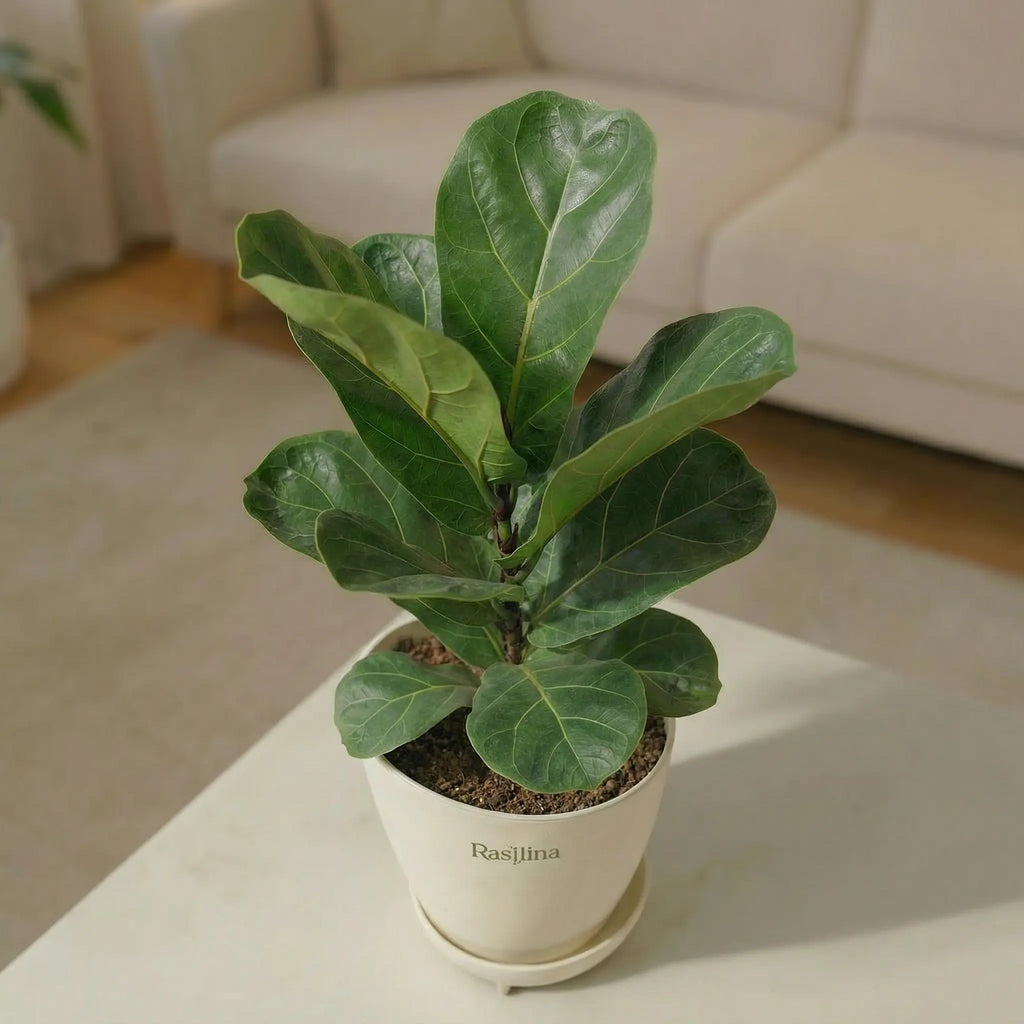 Ficus Lyrata