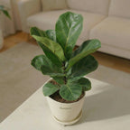 Ficus Lyrata