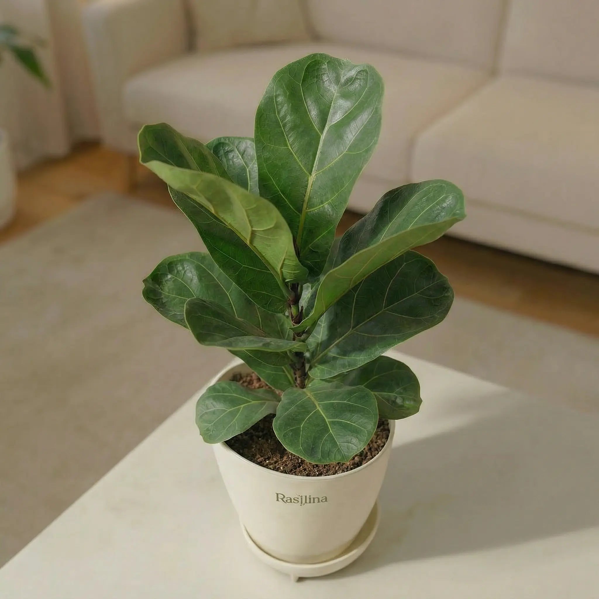 Ficus Lyrata