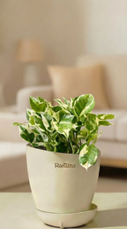 Money Plant Enjoy