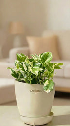 Money Plant Enjoy