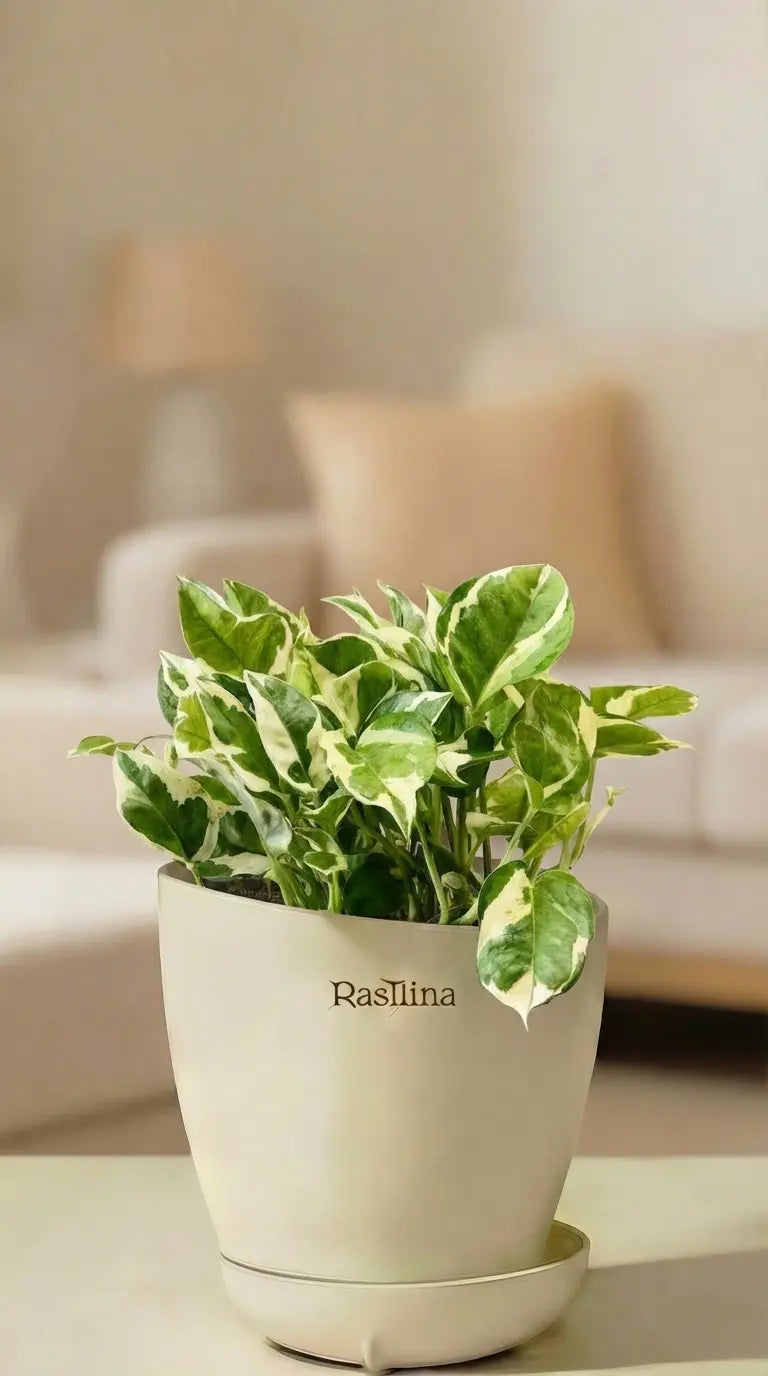 Money Plant Enjoy