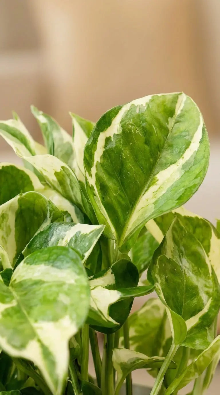 Money Plant Enjoy