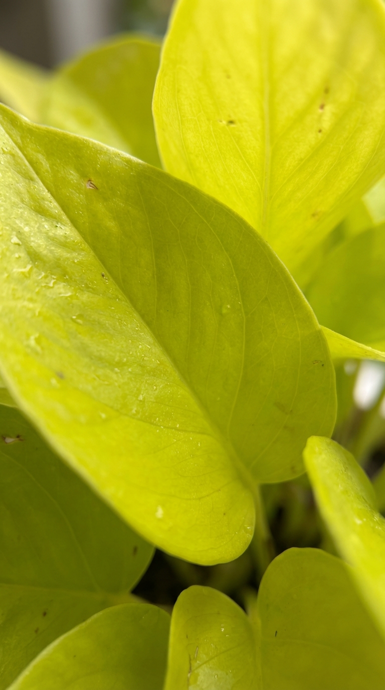 Money Plant Golden