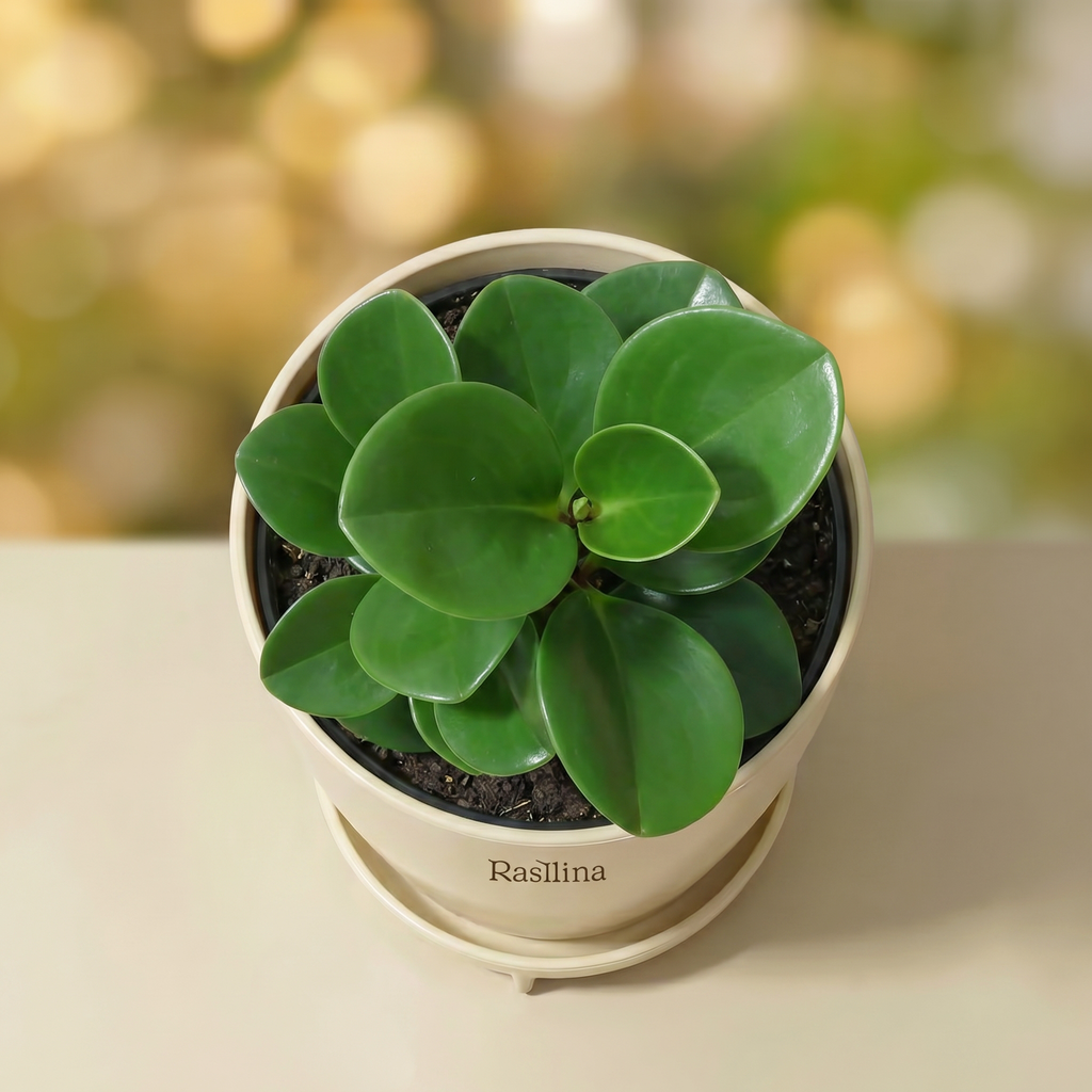Pepperomia