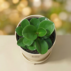 Pepperomia