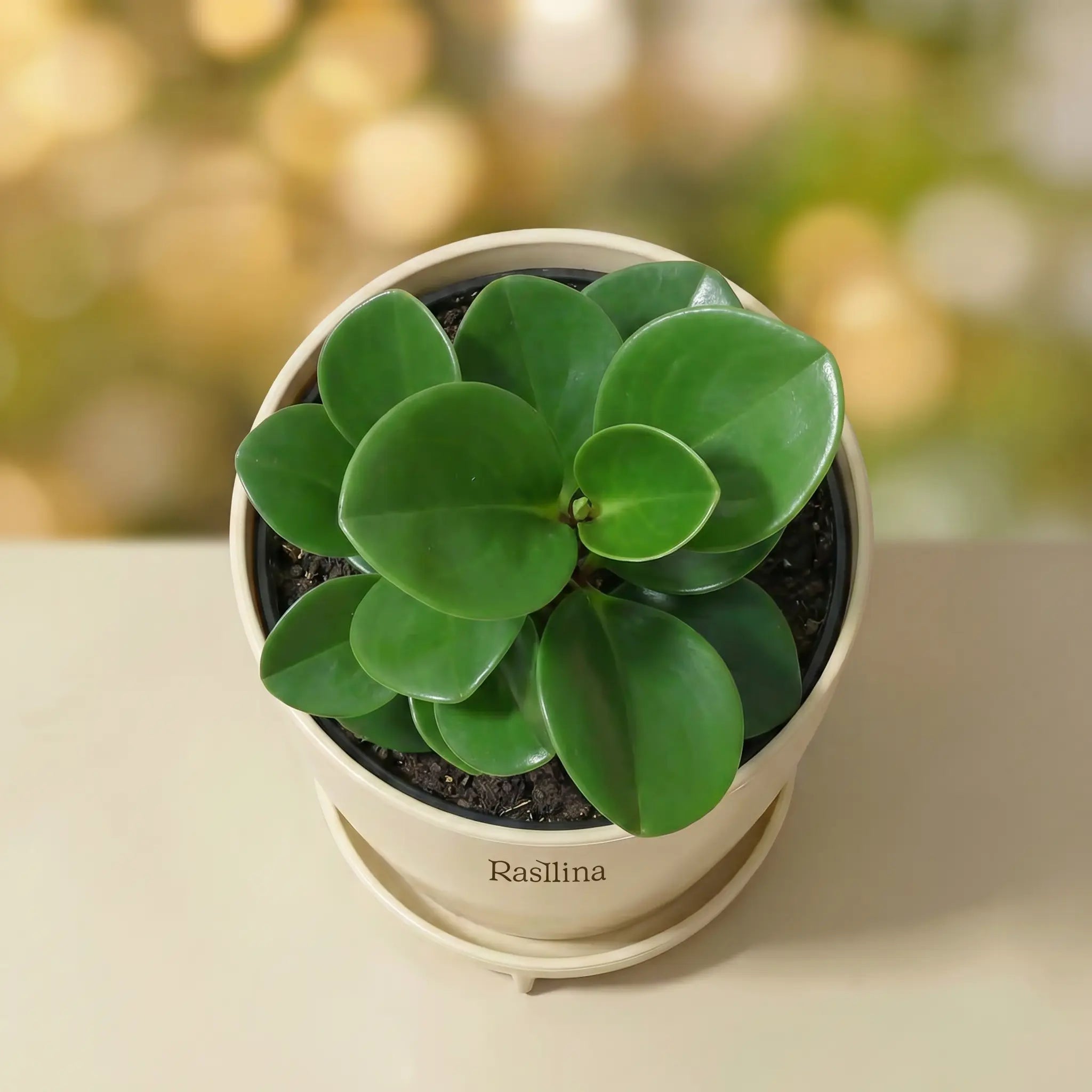 Pepperomia