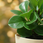 Pepperomia