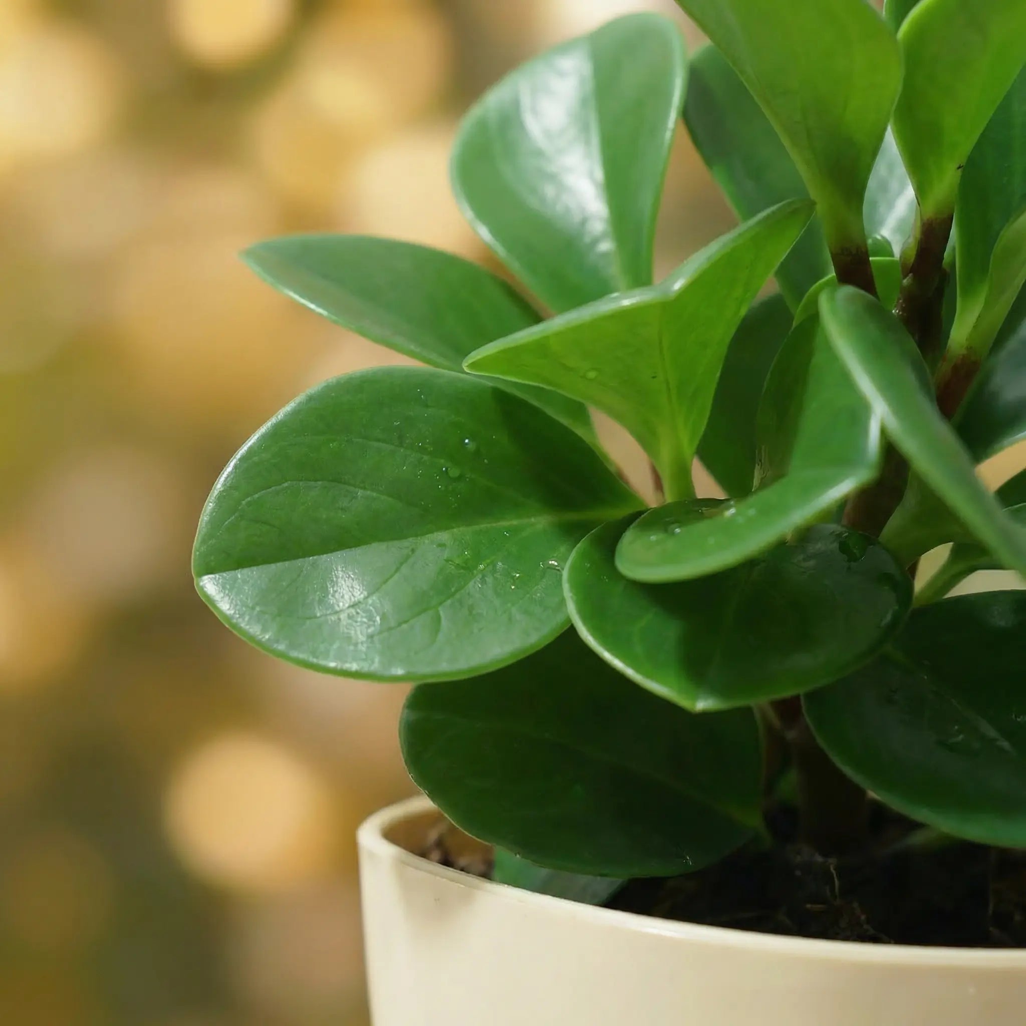 Pepperomia