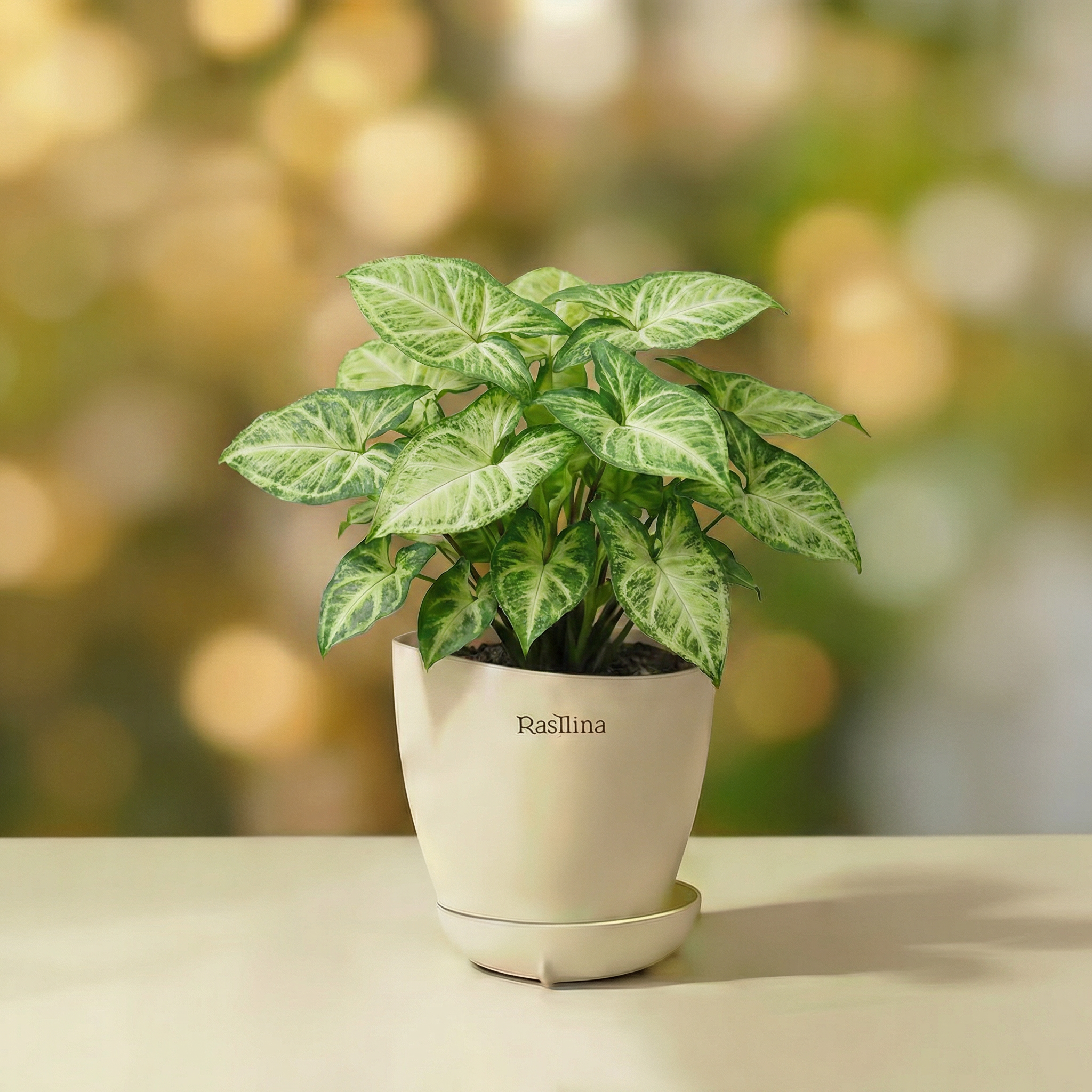 Syngonium Alba
