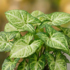 Syngonium Alba