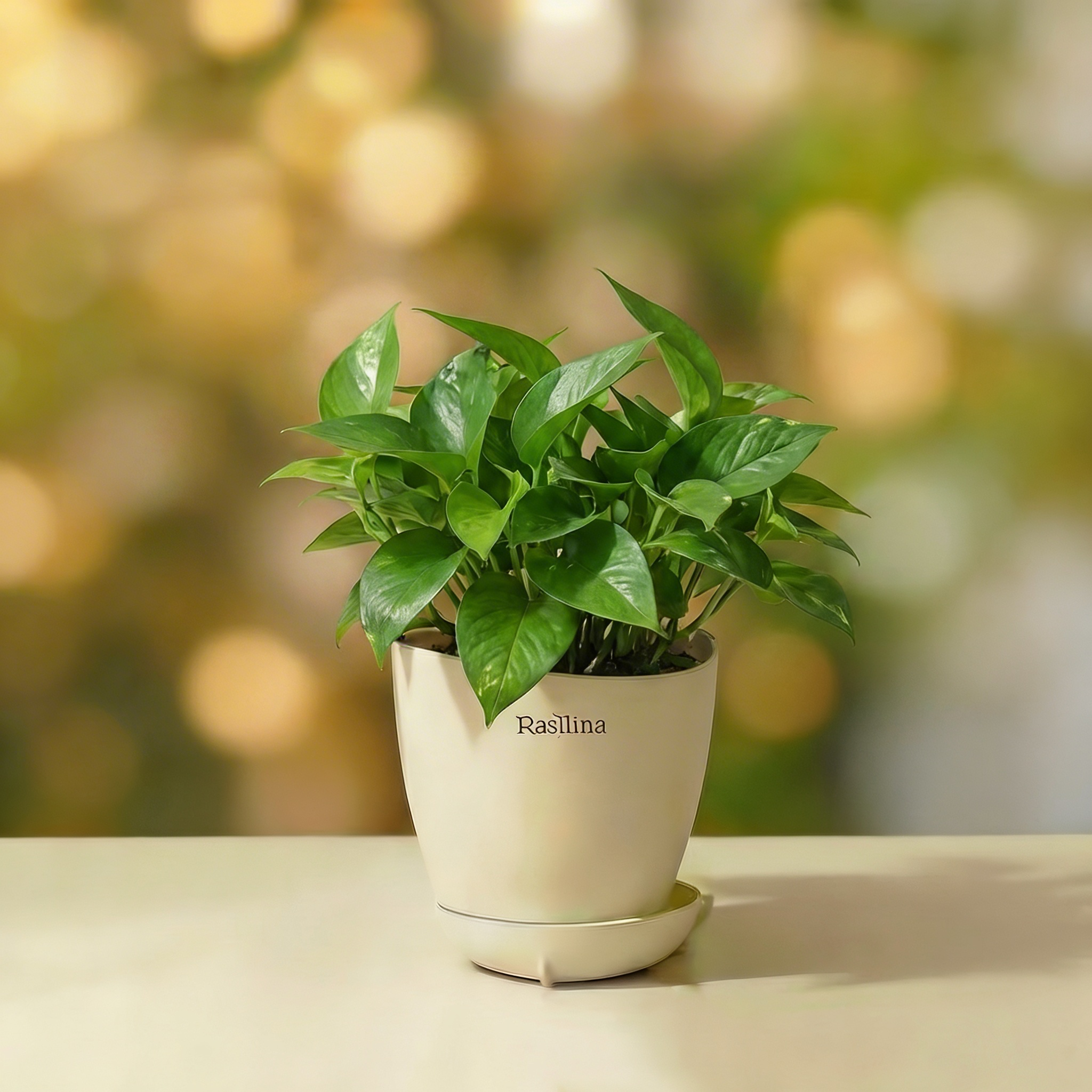Money Plant