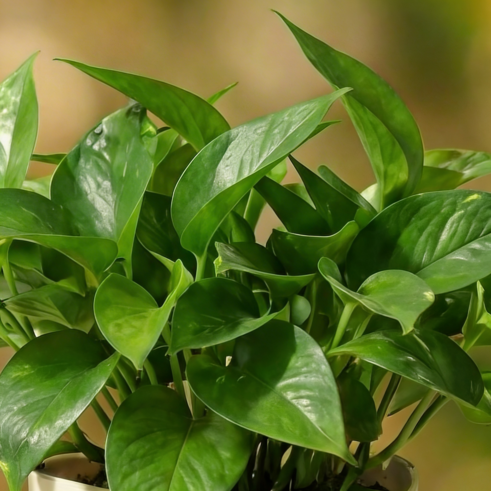 Money Plant