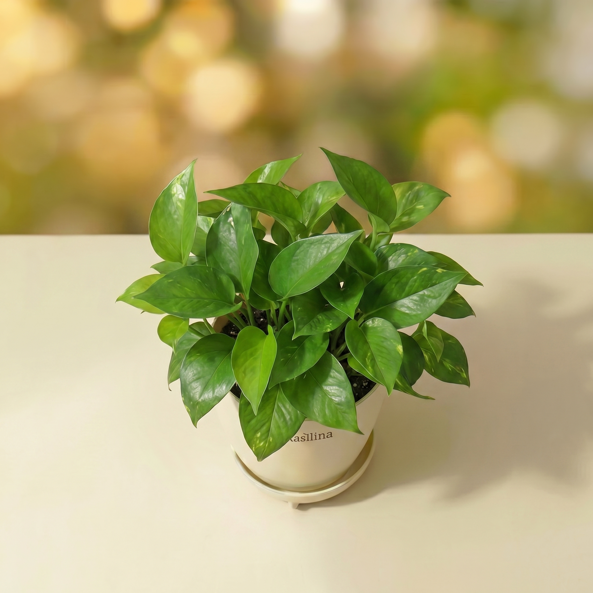 Money Plant