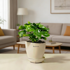 Philodendron Super Atom