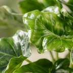 Philodendron Super Atom