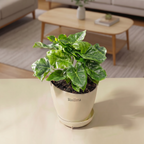 Philodendron Super Atom