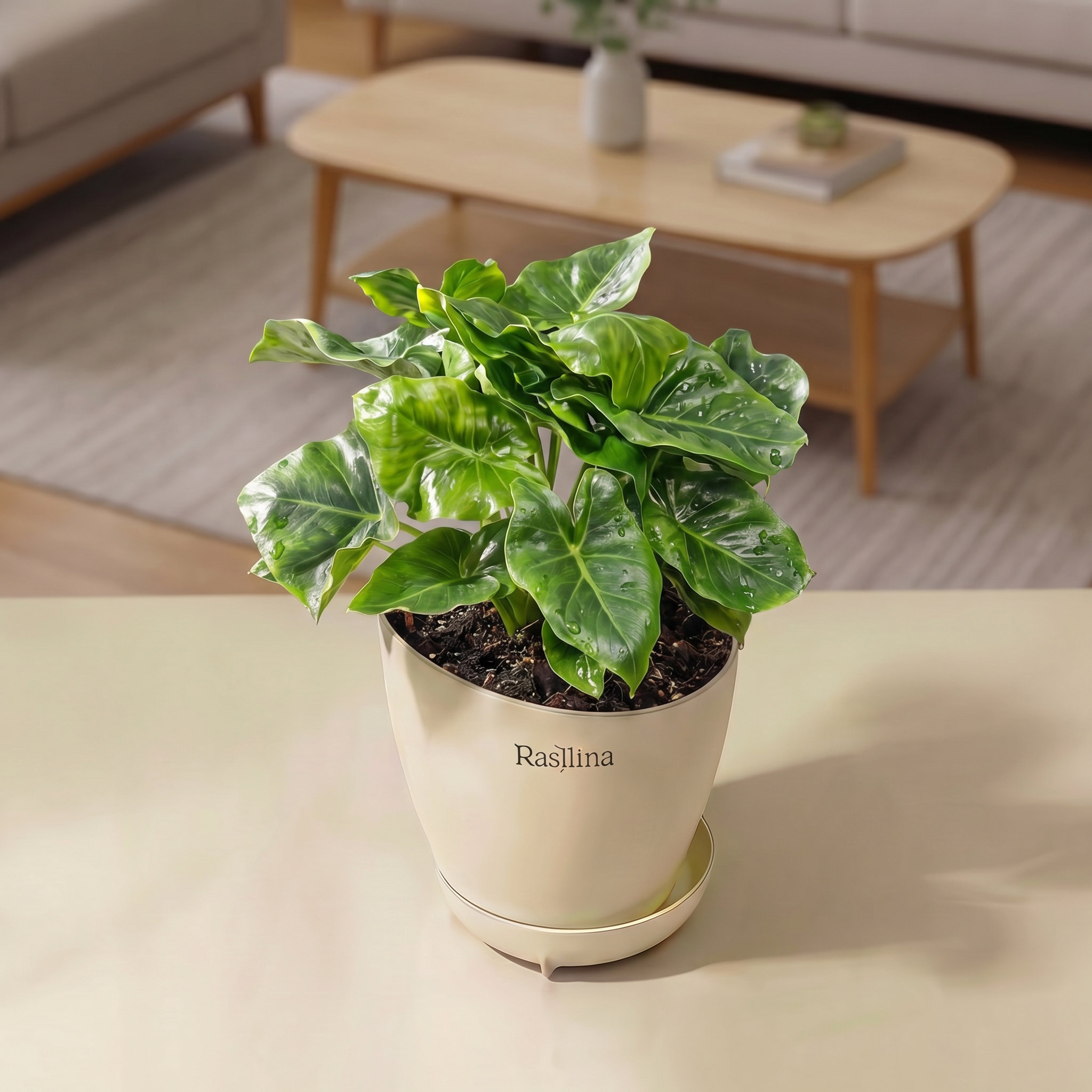 Philodendron Super Atom
