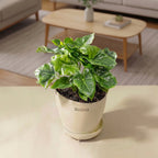 Philodendron Super Atom