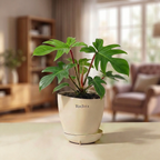 Philodendron Squamiferum