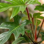 Philodendron Squamiferum