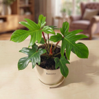 Philodendron Squamiferum