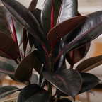 Black Ficus Burgundy - Rubber Plant