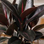 Black Ficus Burgundy - Rubber Plant