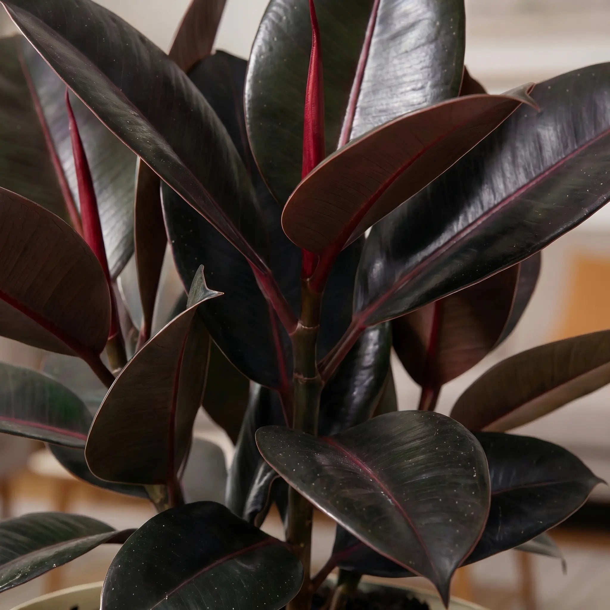 Black Ficus Burgundy - Rubber Plant
