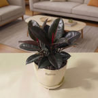 Black Ficus Burgundy - Rubber Plant