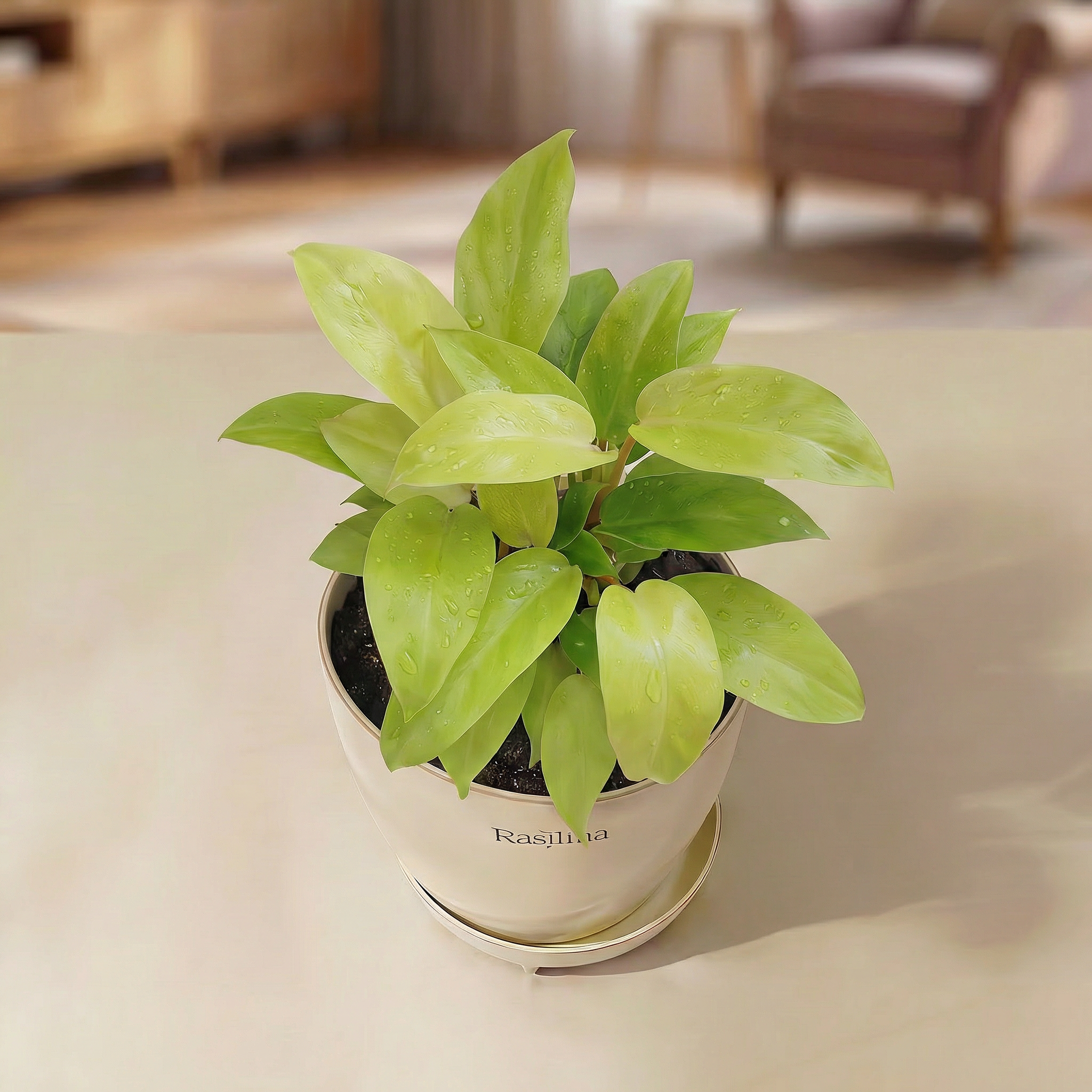 Philodendron Ceylon Gold
