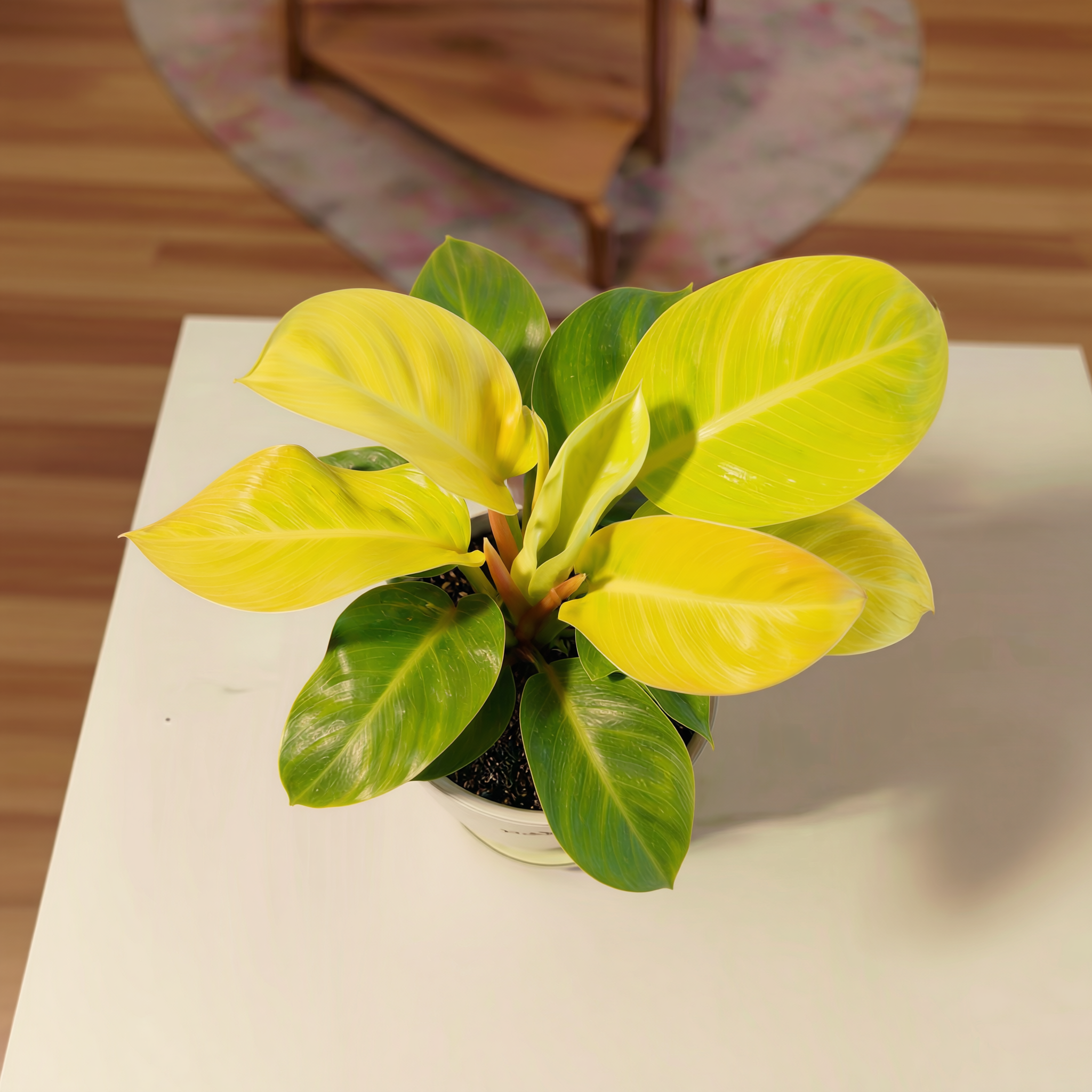 Philodendron Moonshine