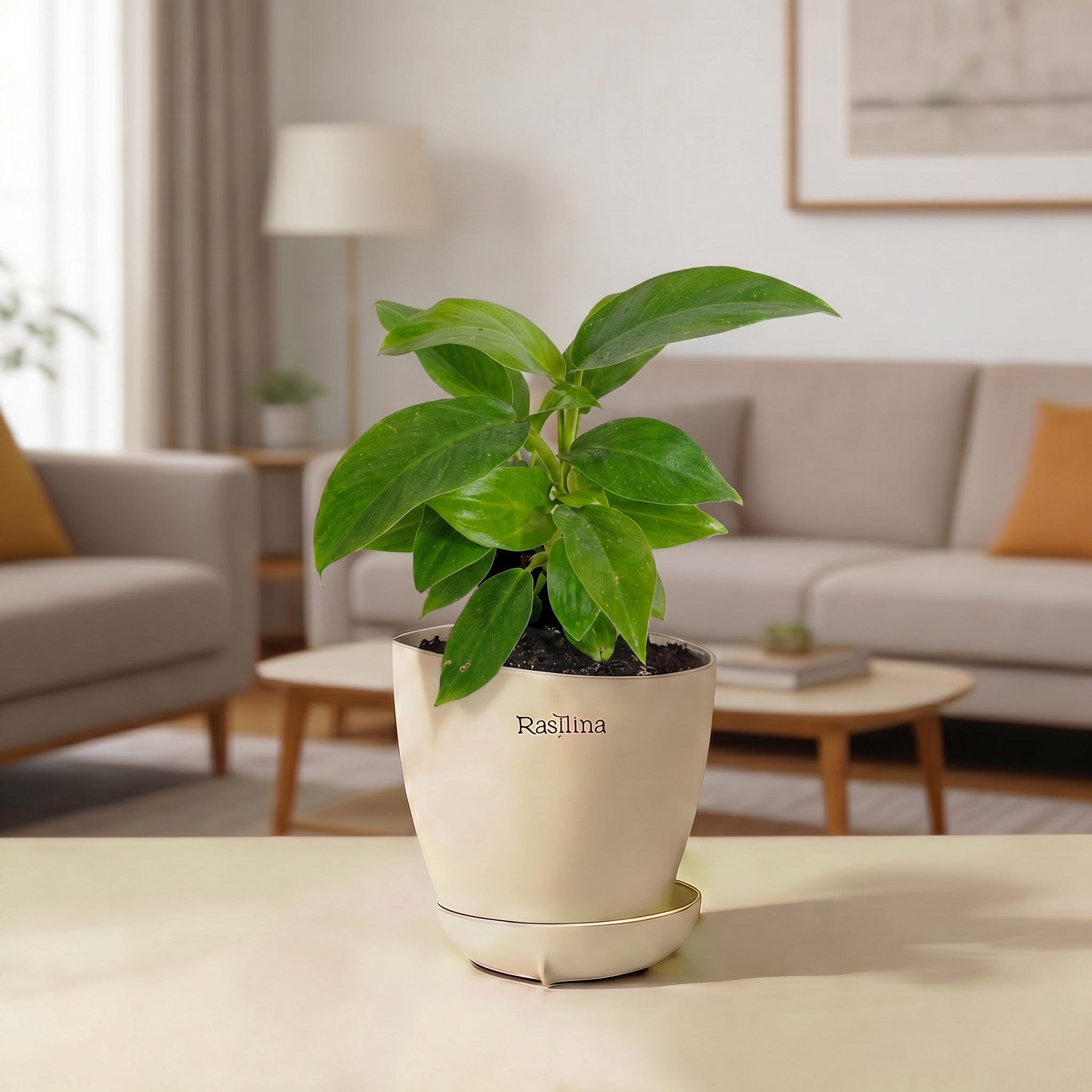 Philodendron Ceylon Green