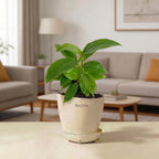 Philodendron Ceylon Green