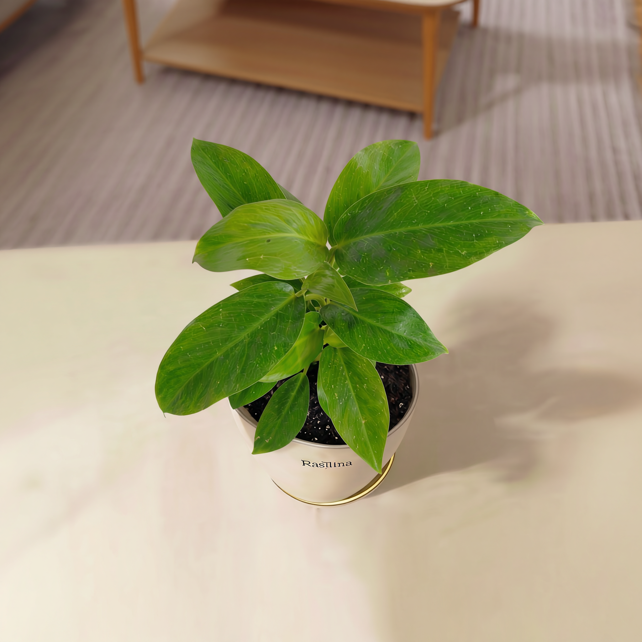Philodendron Ceylon Green