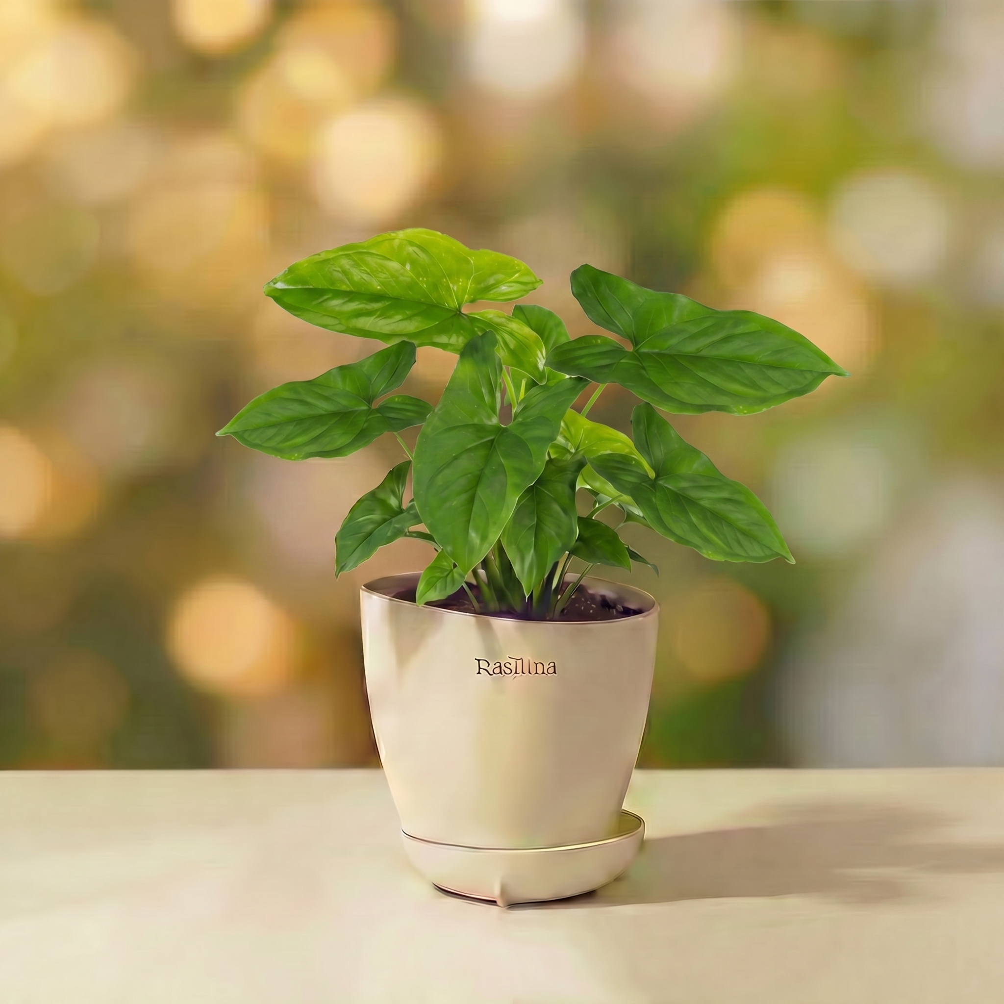 Syngonium Green