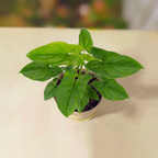 Syngonium Green