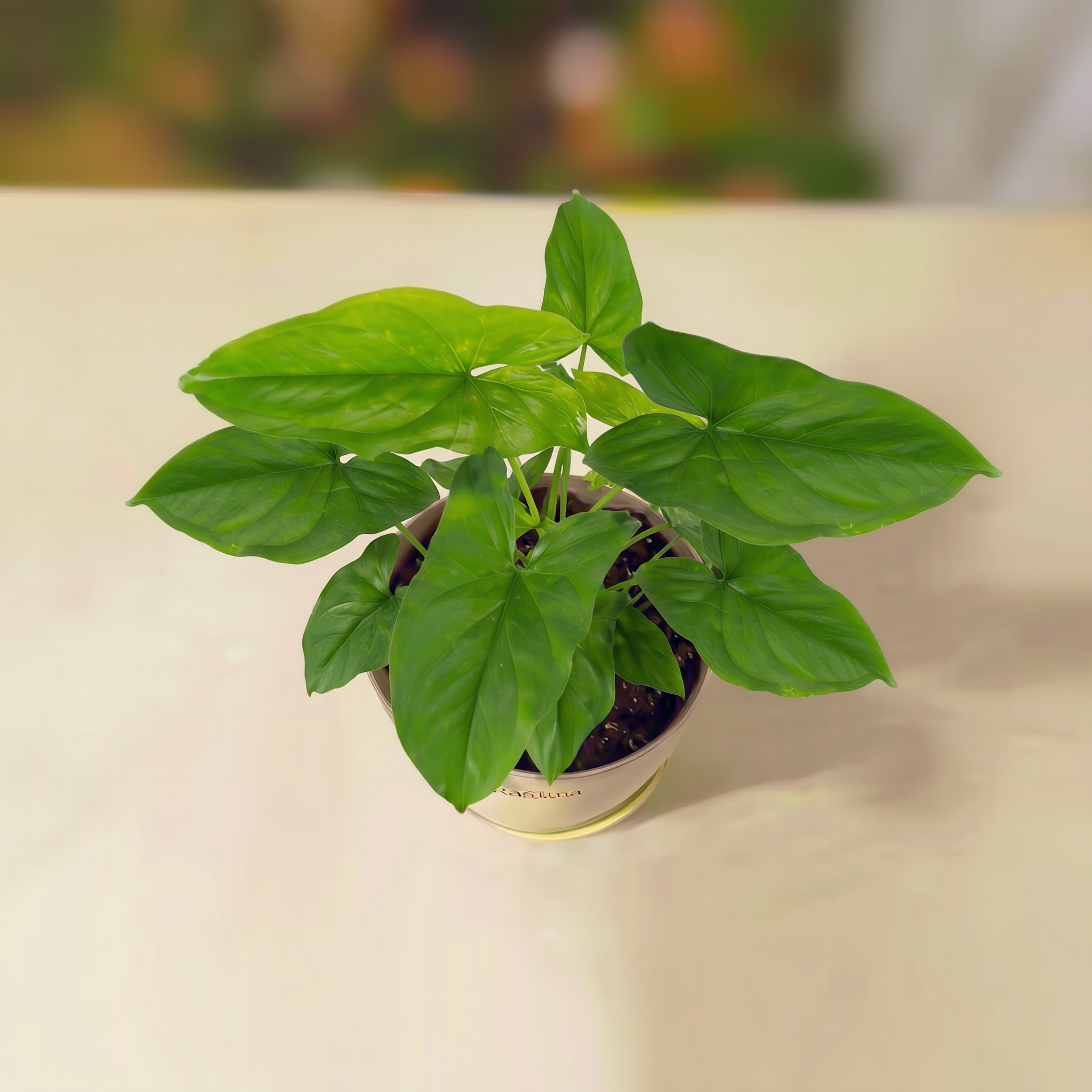 Syngonium Green