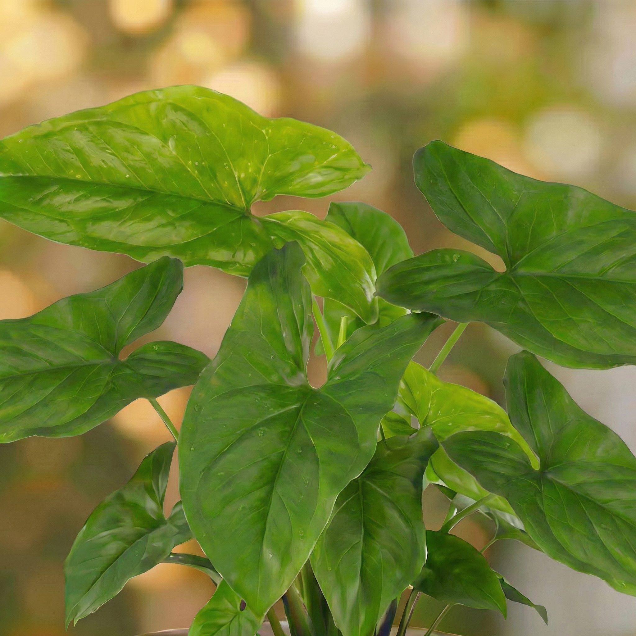 Syngonium Green