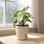 Syngonium Variegated