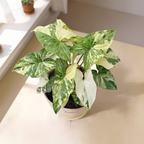 Syngonium Variegated
