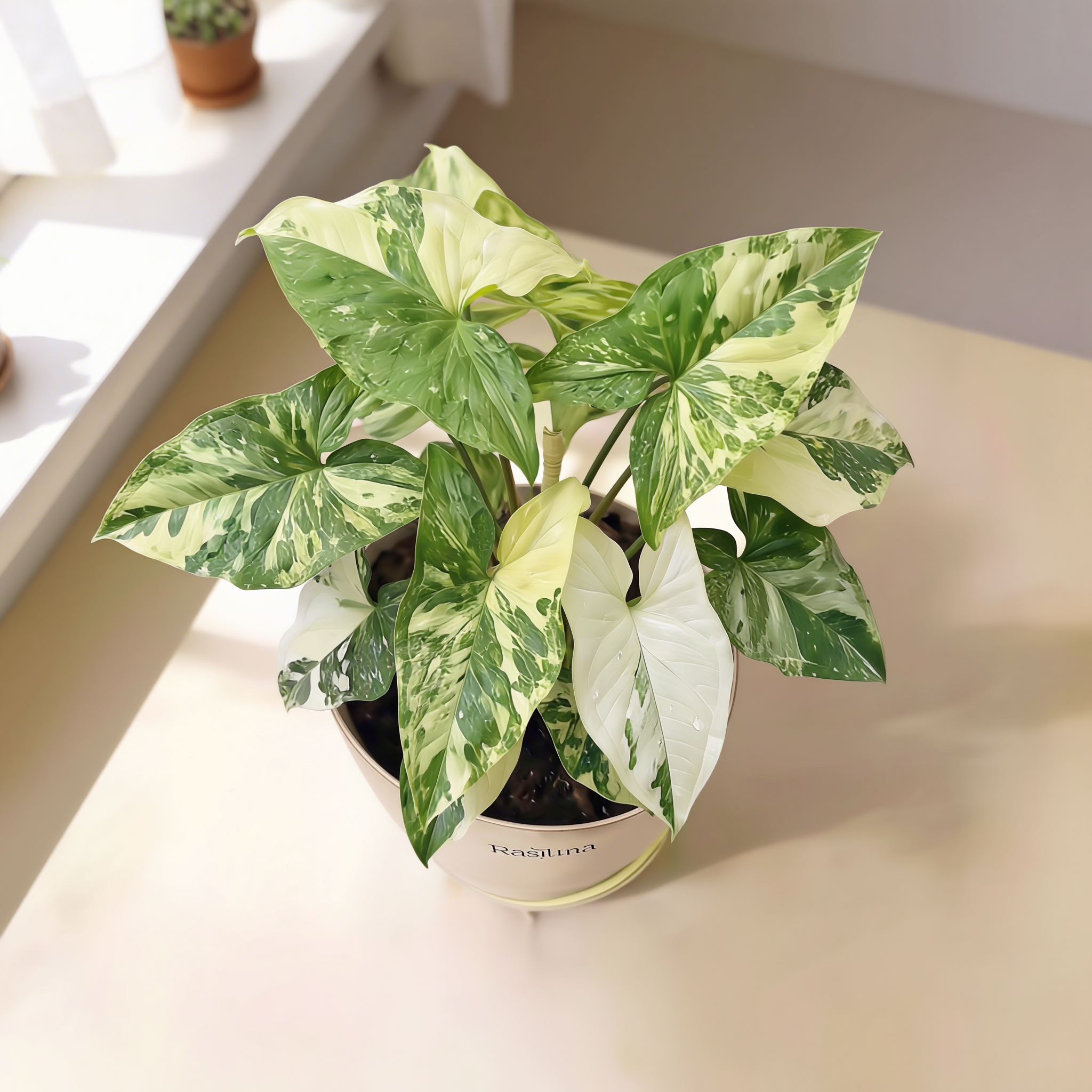 Syngonium Variegated