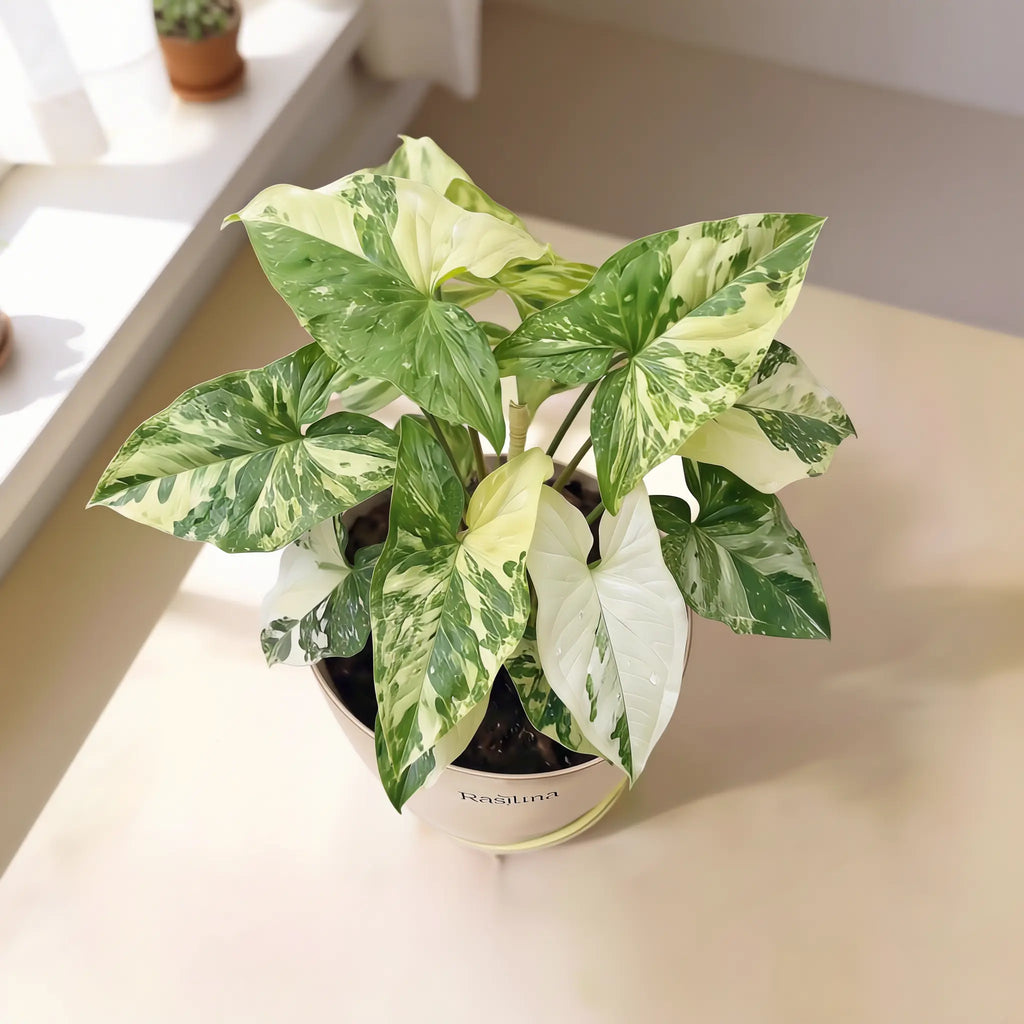 Syngonium Variegated
