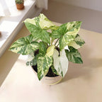 Syngonium Variegated