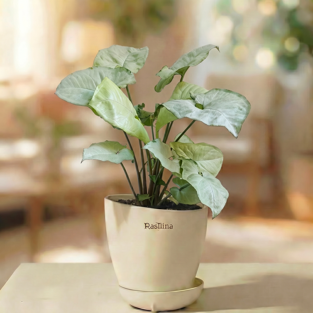 Syngonium Holly