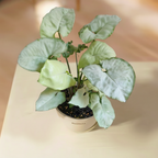 Syngonium Holly