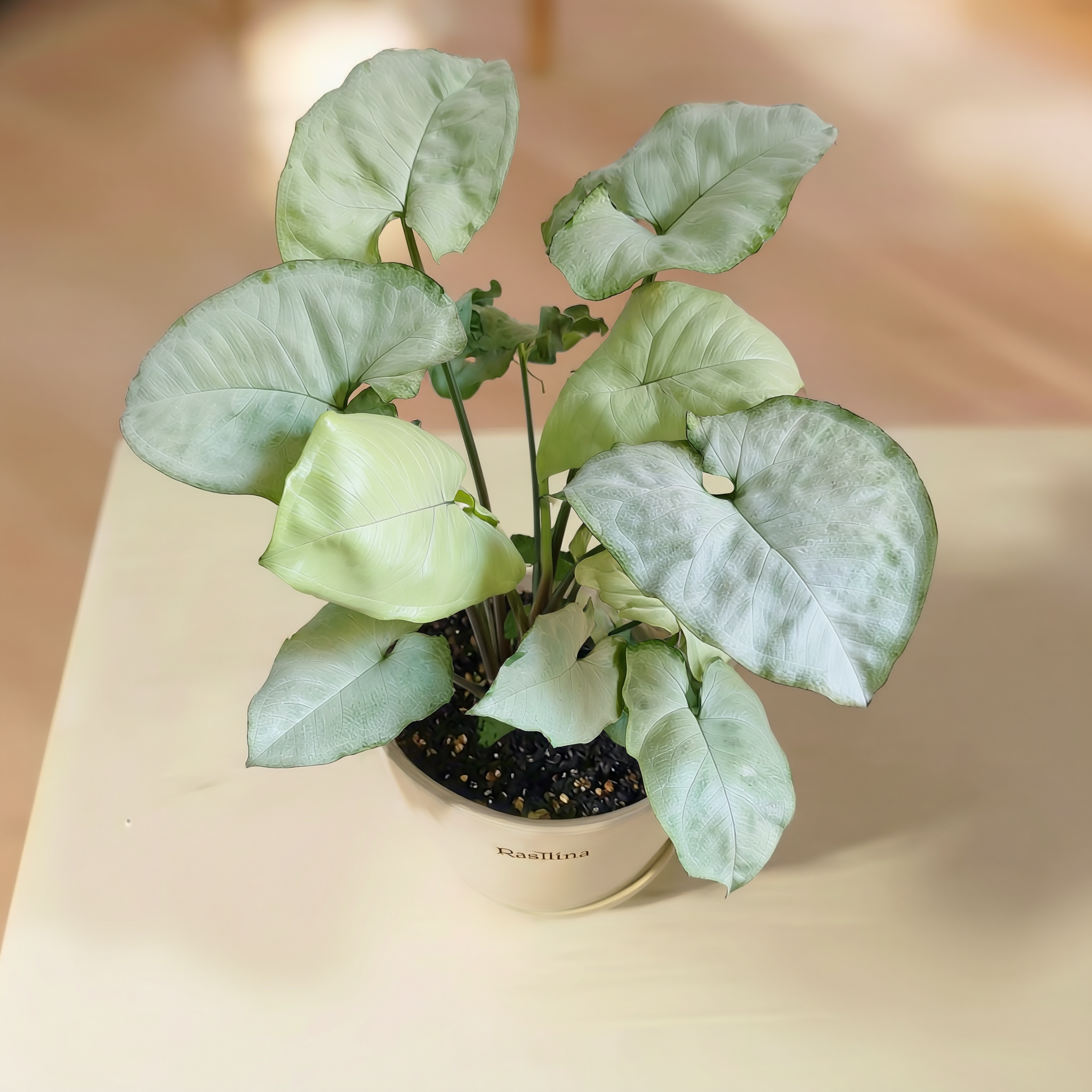 Syngonium Holly