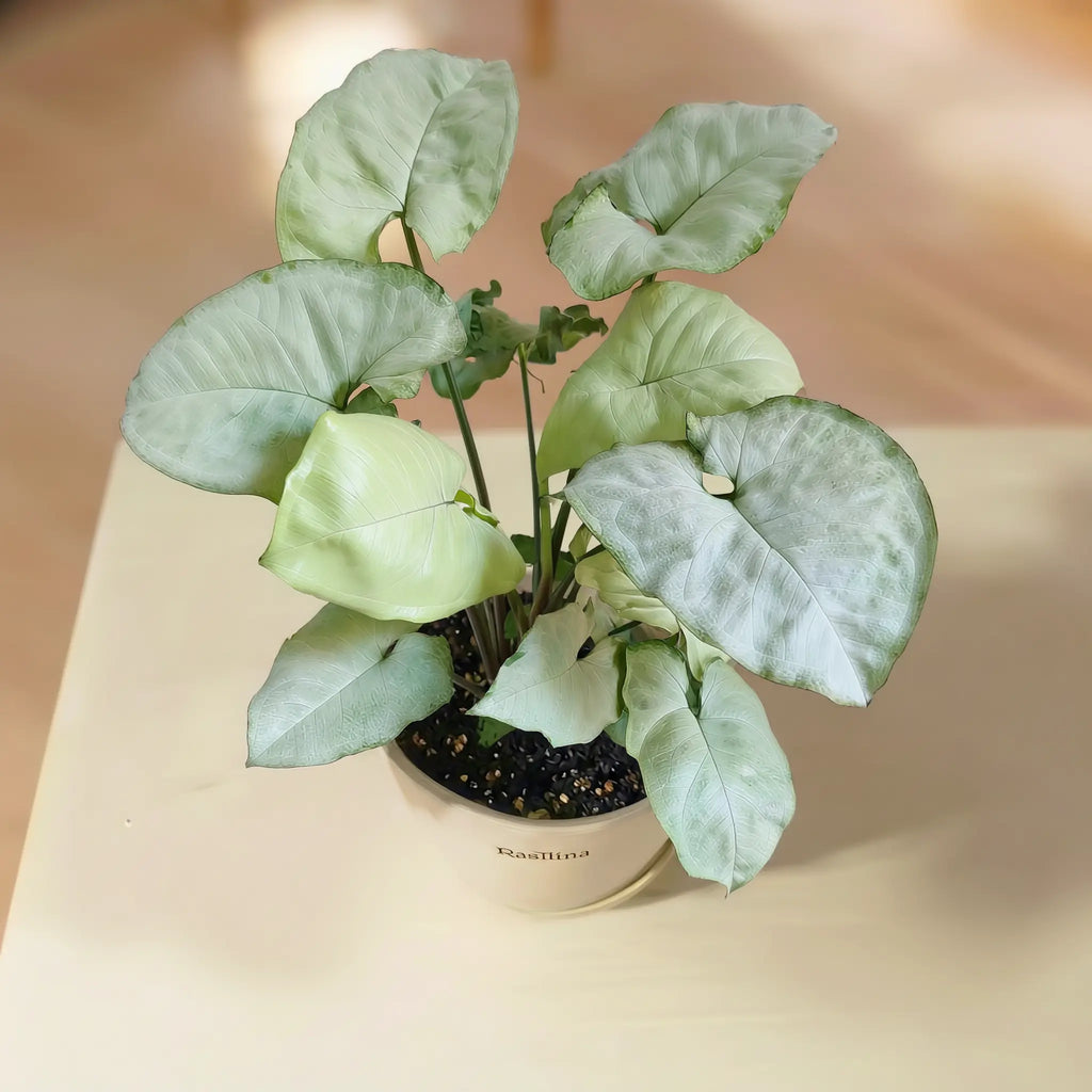Syngonium Holly