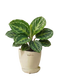prev image