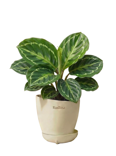 Calathea  Green Lipstick